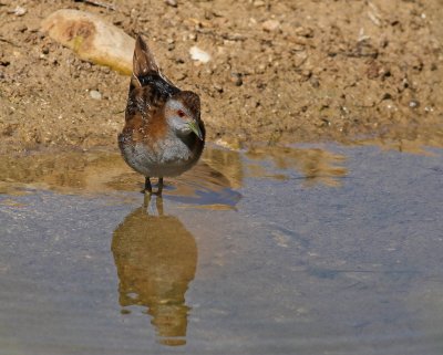 Adult