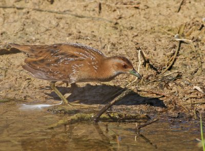 Juvenile