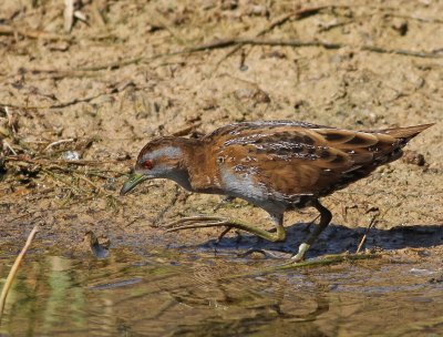 Adult