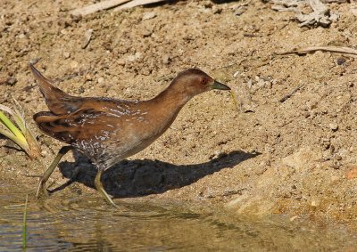 Juvenile