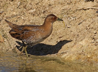 Juvenile