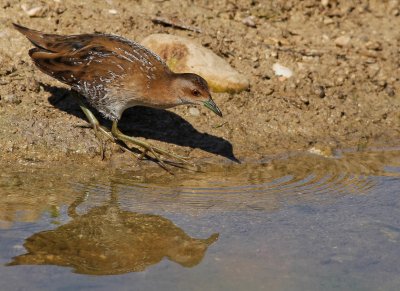 Juvenile
