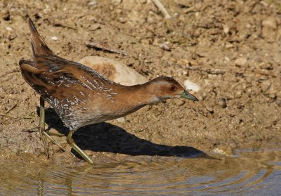 Juvenile