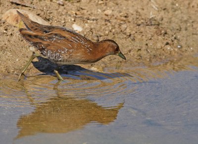 Juvenile