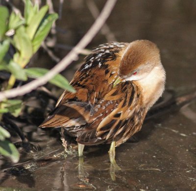 Female
