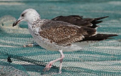 Heuglin's Gull - Larus fuscus heuglini