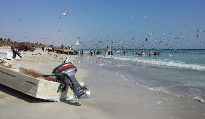 Gull festival at Salalah beach