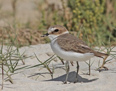 Kentish Plover - Charadrius alexandrinus