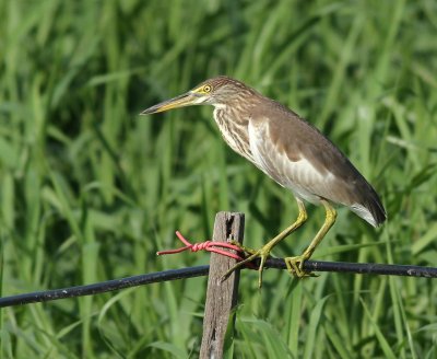 Chinese Pond Heron - Ardeola bacchus