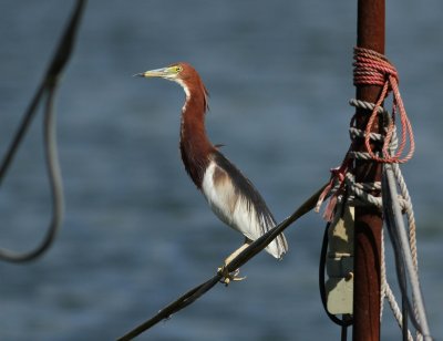 Chinese Pond Heron - Ardeola bacchus