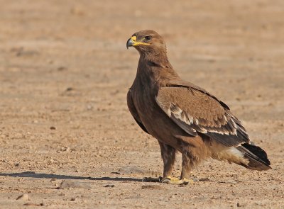 Juvenile