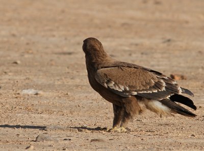 Juvenile