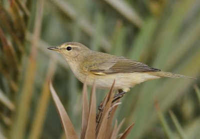 Common Chiffchaff - Phylloscopus collybita