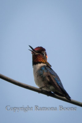 Male Bee Hummingbird.jpg