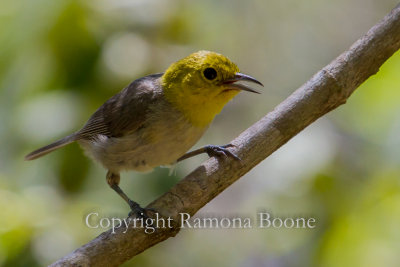Yellow-headed Warbler.jpg