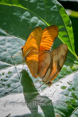 Butterflies Mating.jpg
