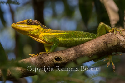 Giant Anole.jpg