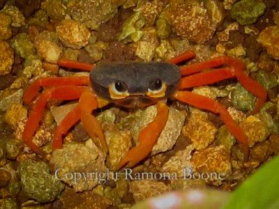 Baby Crab.jpg