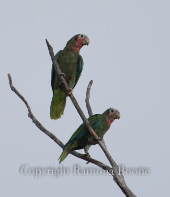 Cuban Parrots.jpg