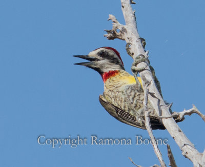 Cuban Green Woodpecker.jpg