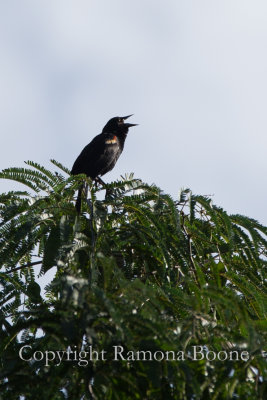 Red-shouldered Blackbird.jpg