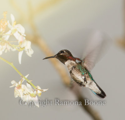 Male Bee Hummingbird 1.jpg