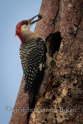 West Indian Woodpecker.jpg