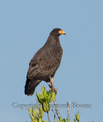 Cuban Black-Hawk 1.jpg