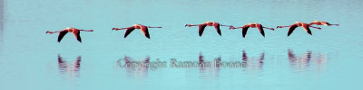 Greater Flamingos.jpg