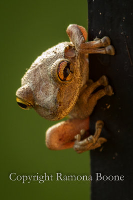 Melissa and Susan's Frog.jpg