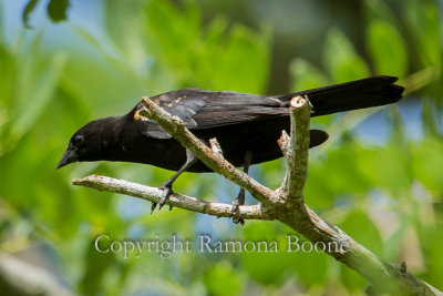 Tawny-shouldered Blackbird_.jpg