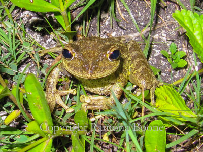 Cuban tree frog.jpg