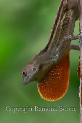 Anole with Dewlap.jpg