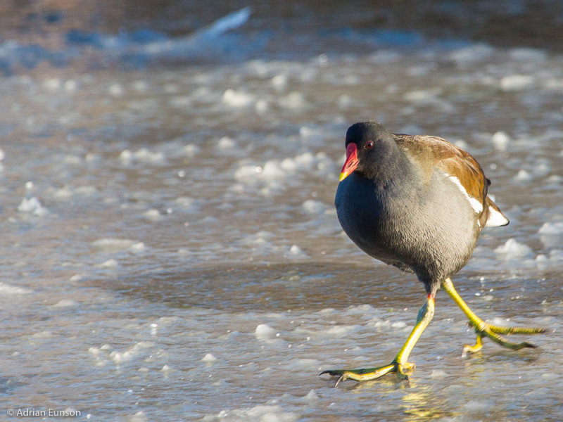 Slipping Moorhen