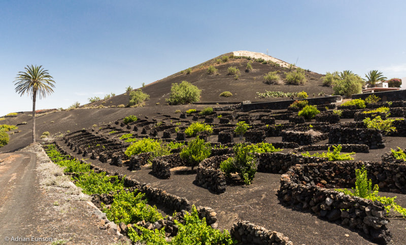 Lanzarote Vineyard