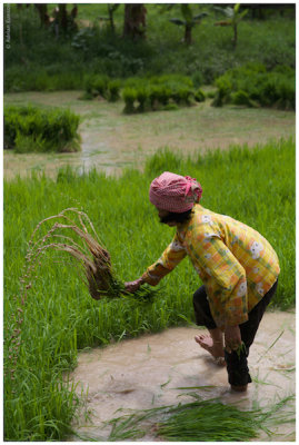 Working in Rice Field 1