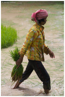 Working in Rice Field 2