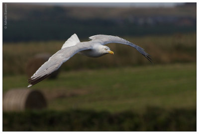 Herring Gull in Flight