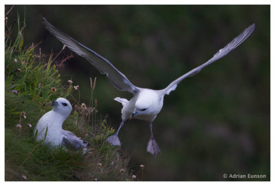 Northern Fulmar and Chick