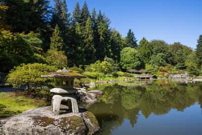 Koi Pond 1