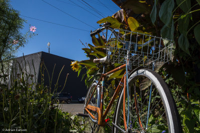 Bicycle Shop