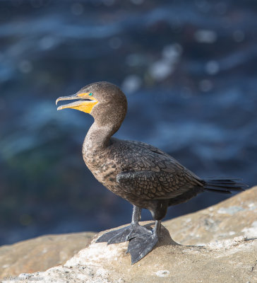 Double-Crested Cormorant