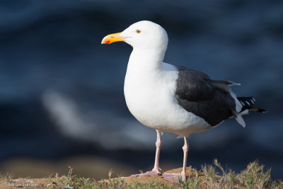 Greater Black-Backed Gull