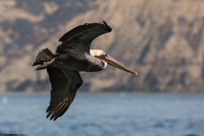 Passing Pelican