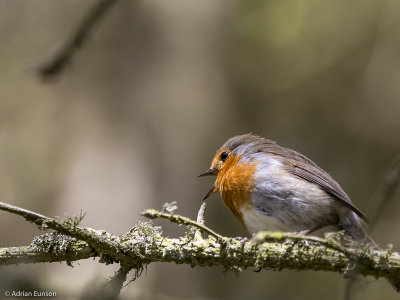 Singing Robin