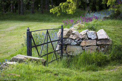 Gate and Wildflowers