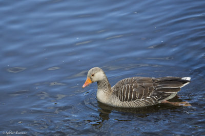 Greylag Goose