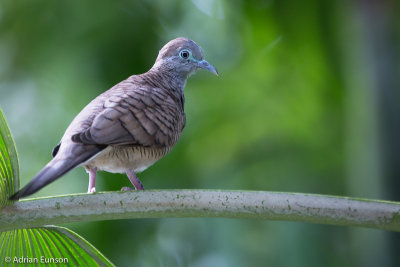 Zebra Dove