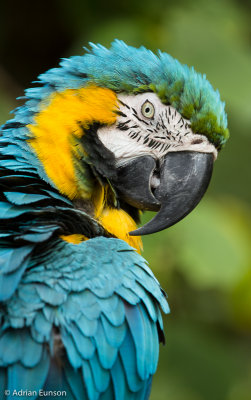 Macaw