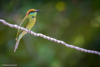 Green Bee-eater, 2